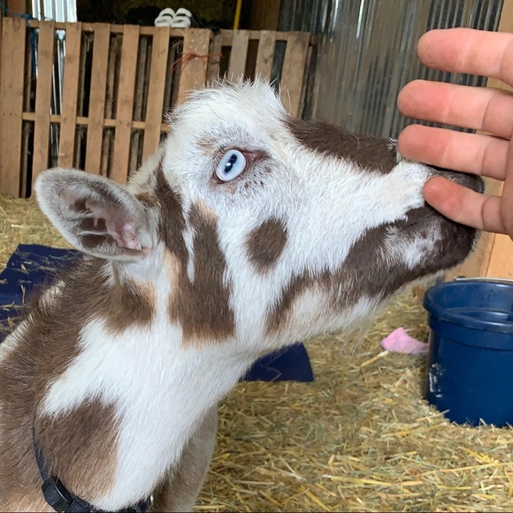 Meet your Posher, Layla - Picture 1 of 1